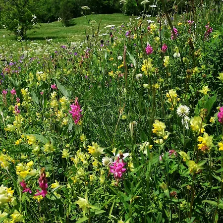 Daire Weid Leukerbad